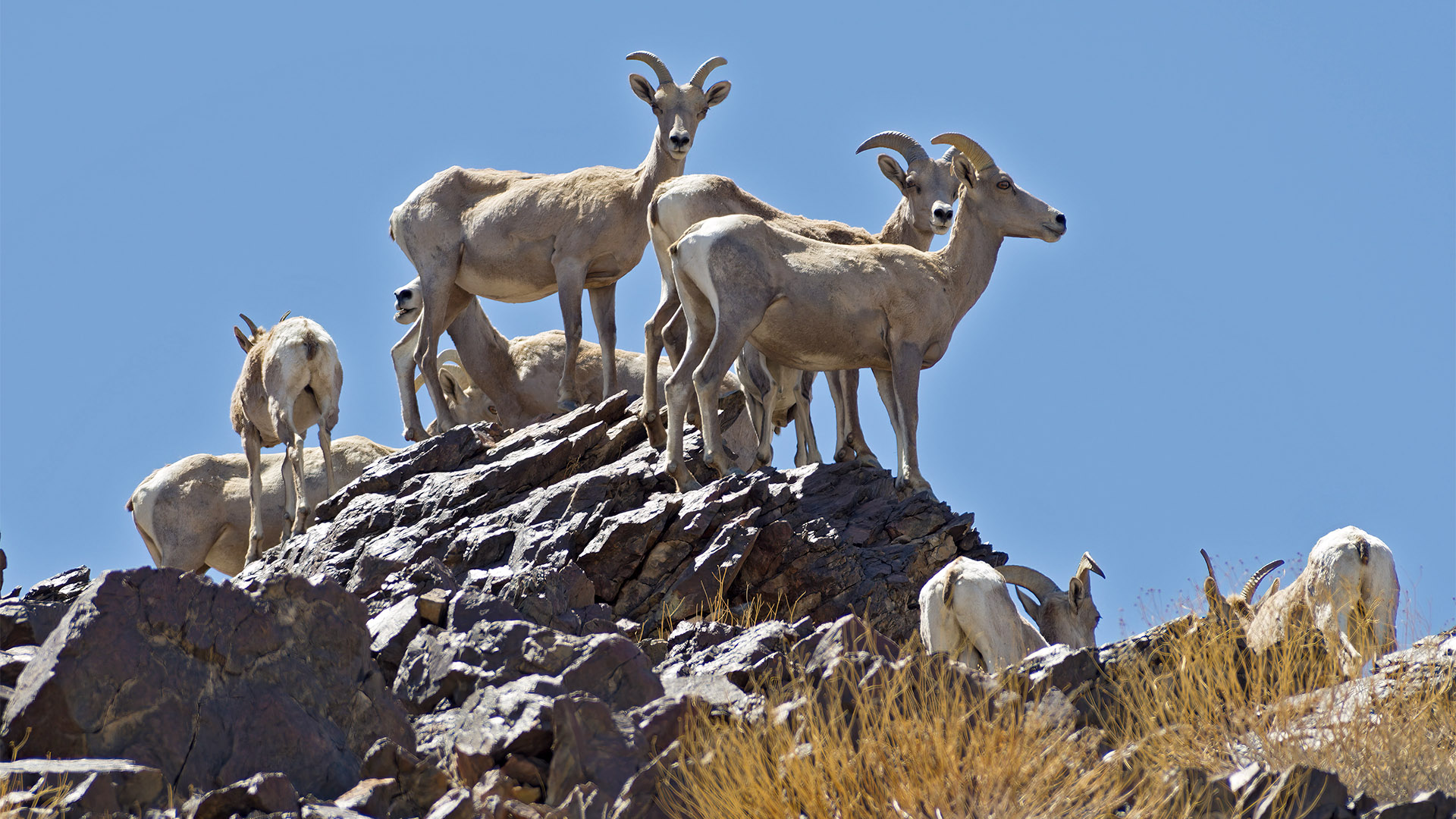 Desert Bighorn sheep, Ovis canadensis nelsoni, shown in the Moja