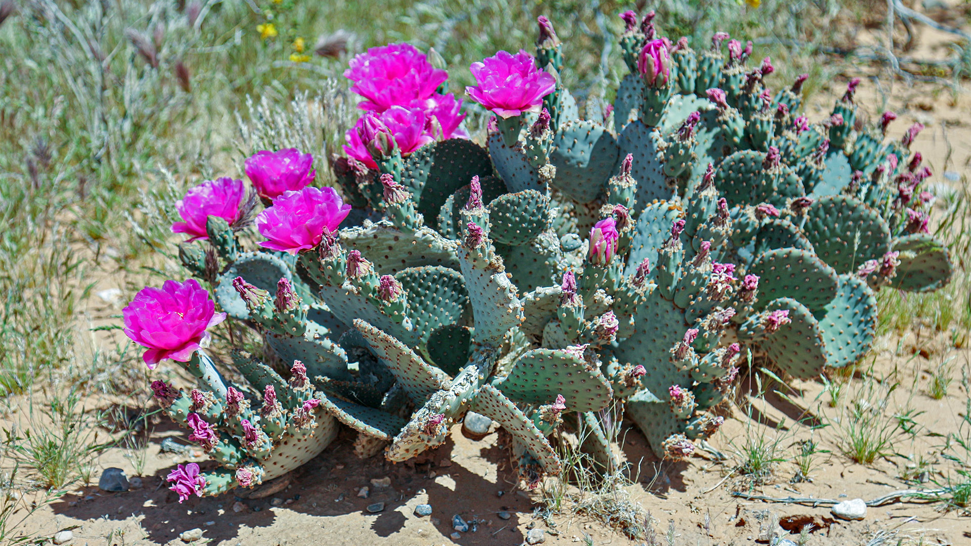 CactusBeaver