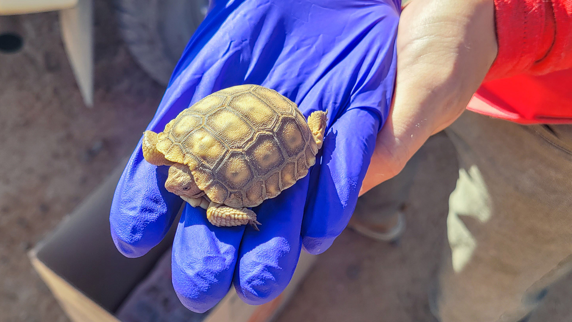 TortoiseBaby